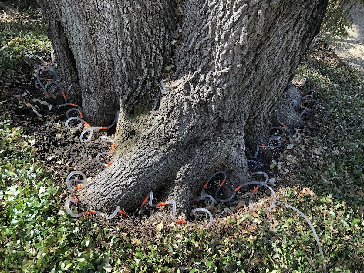 Detailed Tree Cabling and Bracing job site in Soulsbyville